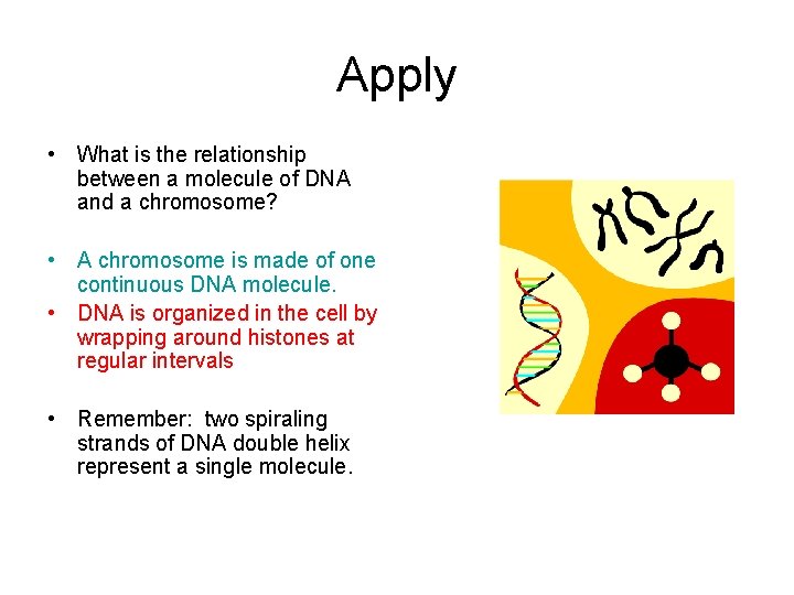Apply • What is the relationship between a molecule of DNA and a chromosome?