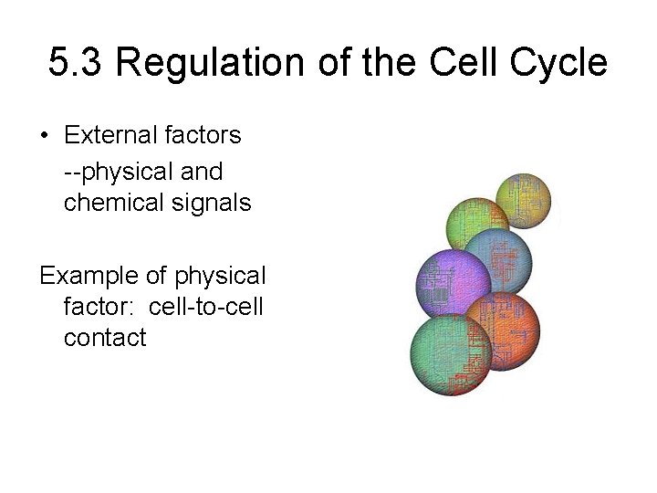 5. 3 Regulation of the Cell Cycle • External factors --physical and chemical signals