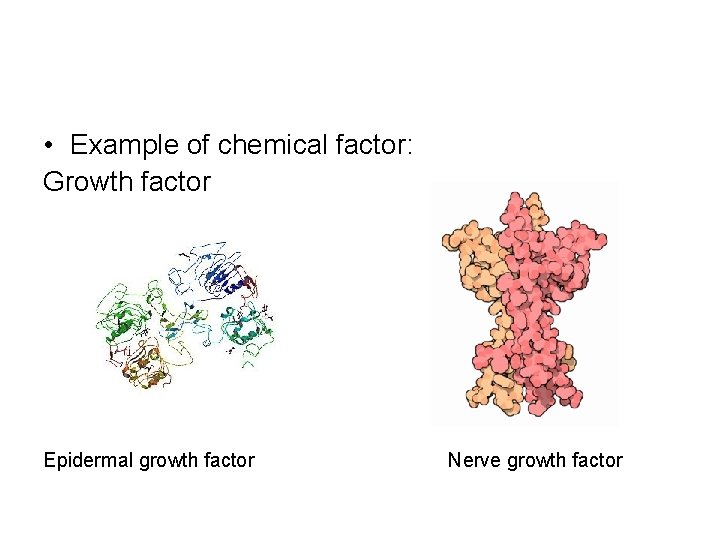 • Example of chemical factor: Growth factor Epidermal growth factor Nerve growth factor