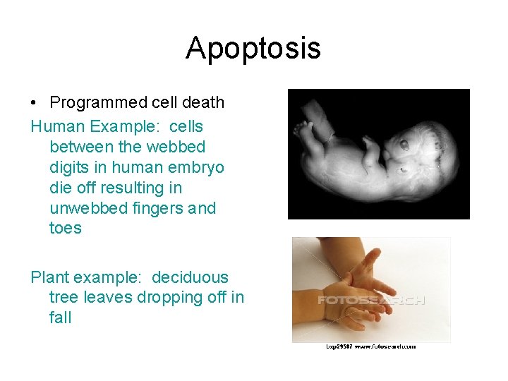 Apoptosis • Programmed cell death Human Example: cells between the webbed digits in human
