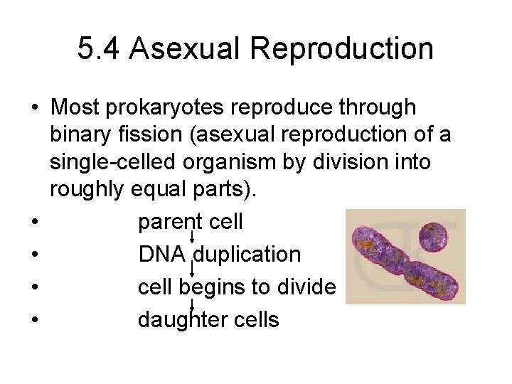 5. 4 Asexual Reproduction • Most prokaryotes reproduce through binary fission (asexual reproduction of