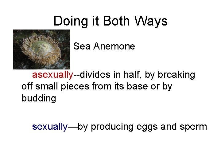 Doing it Both Ways • Sea Anemone asexually--divides in half, by breaking off small