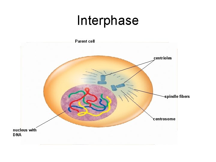 Interphase Parent cell centrioles spindle fibers centrosome nucleus with DNA 