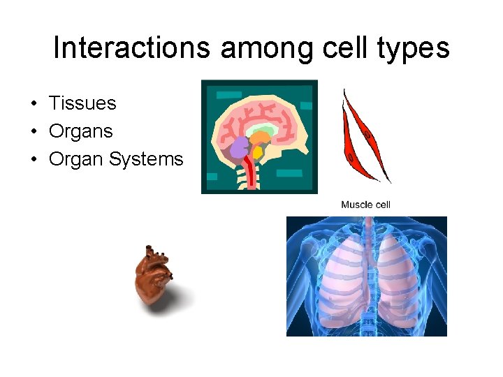 Interactions among cell types • Tissues • Organ Systems 