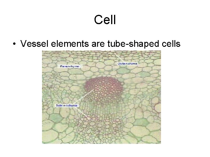 Cell • Vessel elements are tube-shaped cells 