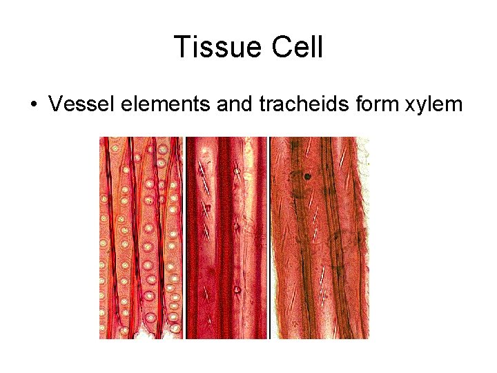 Tissue Cell • Vessel elements and tracheids form xylem 
