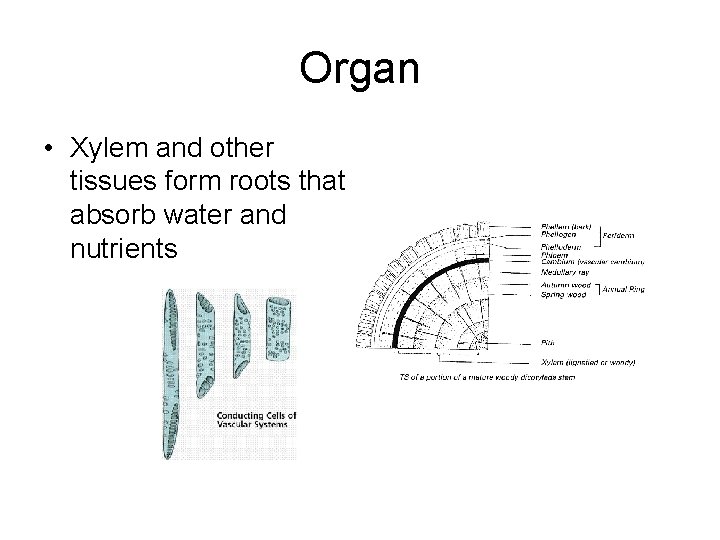 Organ • Xylem and other tissues form roots that absorb water and nutrients 