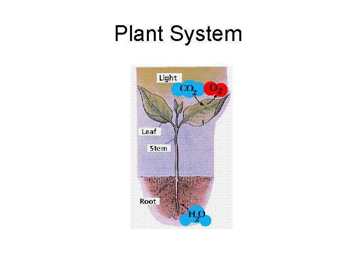 Plant System 