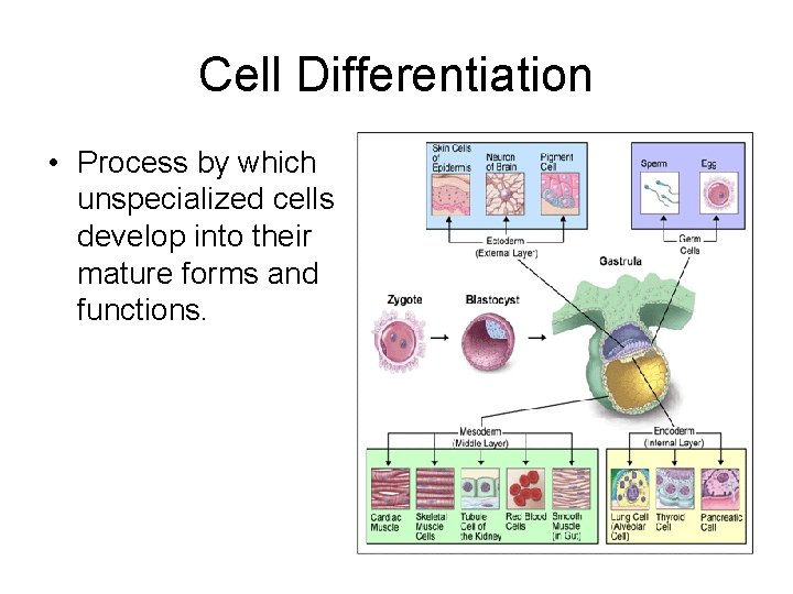 Cell Differentiation • Process by which unspecialized cells develop into their mature forms and