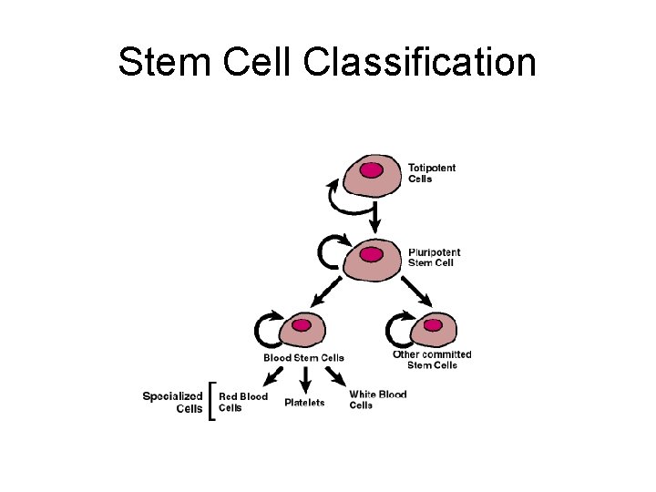 Stem Cell Classification 