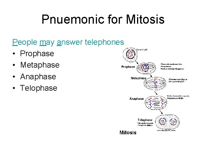 Pnuemonic for Mitosis People may answer telephones • Prophase • Metaphase • Anaphase •