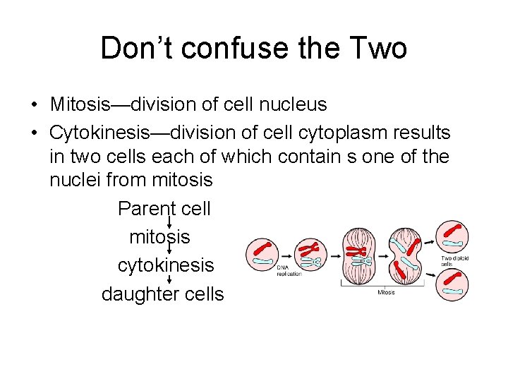 Don’t confuse the Two • Mitosis—division of cell nucleus • Cytokinesis—division of cell cytoplasm