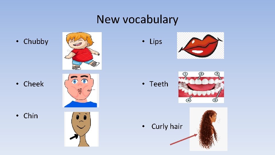 New vocabulary • Chubby • Lips • Cheek • Teeth • Chin • Curly