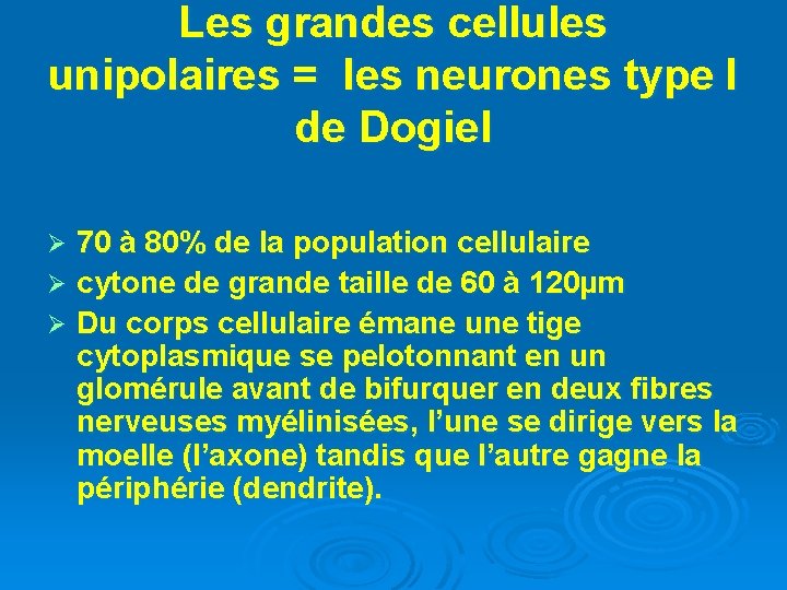 Les grandes cellules unipolaires = les neurones type I de Dogiel 70 à 80%