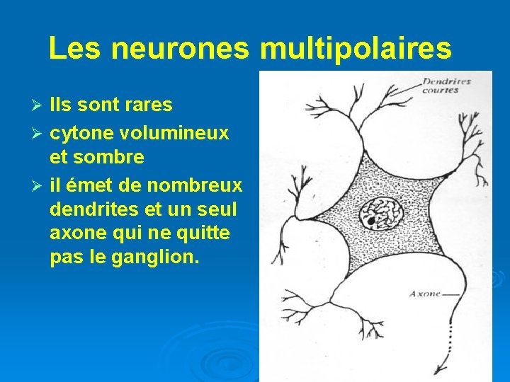 Les neurones multipolaires Ils sont rares Ø cytone volumineux et sombre Ø il émet
