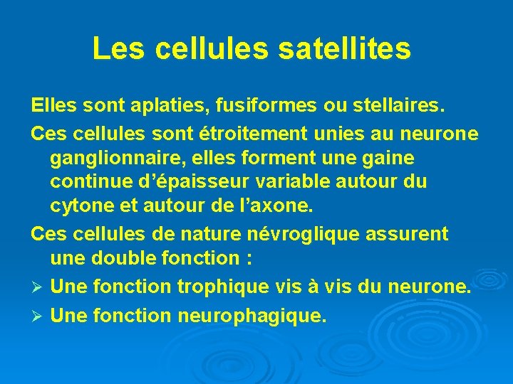 Les cellules satellites Elles sont aplaties, fusiformes ou stellaires. Ces cellules sont étroitement unies