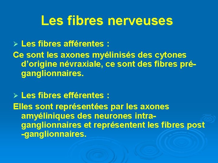 Les fibres nerveuses Les fibres afférentes : Ce sont les axones myélinisés des cytones