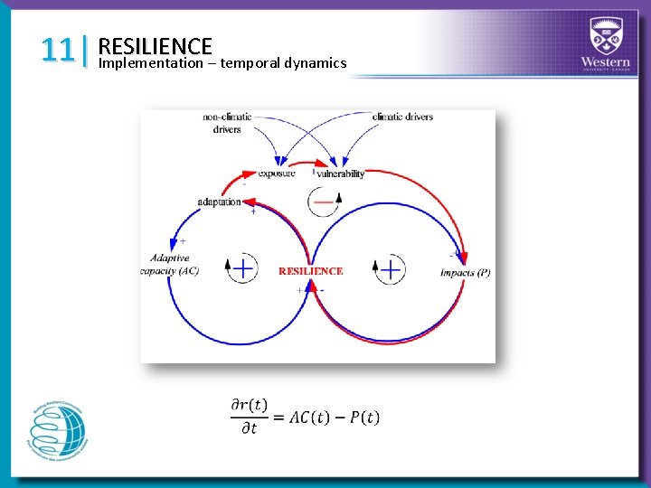 RESILIENCE 11| Implementation – temporal dynamics 