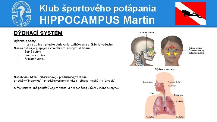 Klub športového potápania HIPPOCAMPUS Martin DÝCHACÍ SYSTÉM Dýchacie cesty nosná dutina - priestor ohrievania,