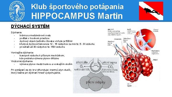 Klub športového potápania HIPPOCAMPUS Martin DÝCHACÍ SYSTÉM Dýchanie bránica a medzirebrové svaly podtlak v