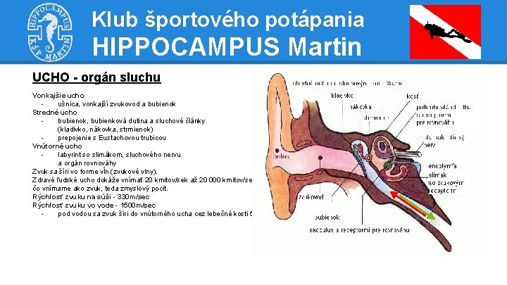 Klub športového potápania HIPPOCAMPUS Martin UCHO - orgán sluchu Vonkajšie ucho ušnica, vonkajší zvukovod