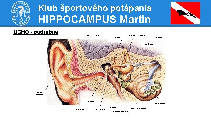 Klub športového potápania HIPPOCAMPUS Martin UCHO - podrobne Kosť Kladivko Okienko Slimák Orgán rovnováhy