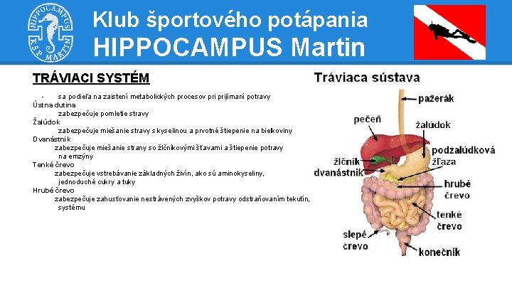 Klub športového potápania HIPPOCAMPUS Martin TRÁVIACI SYSTÉM sa podieľa na zaistení metabolických procesov prijímaní