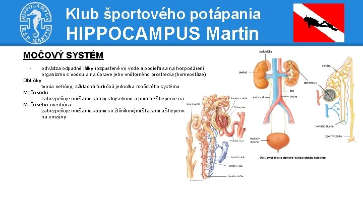 Klub športového potápania HIPPOCAMPUS Martin MOČOVÝ SYSTÉM - odvádza odpadné látky rozpustené vo vode