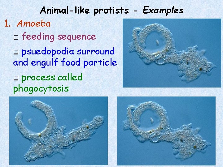 Animal-like protists - Examples 1. Amoeba q feeding sequence psuedopodia surround and engulf food