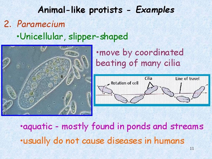 Animal-like protists - Examples 2. Paramecium • Unicellular, slipper-shaped • move by coordinated beating