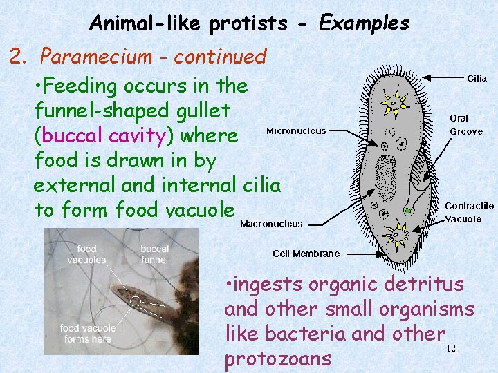 Animal-like protists - Examples 2. Paramecium - continued • Feeding occurs in the funnel-shaped