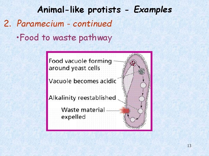 Animal-like protists - Examples 2. Paramecium - continued • Food to waste pathway 13