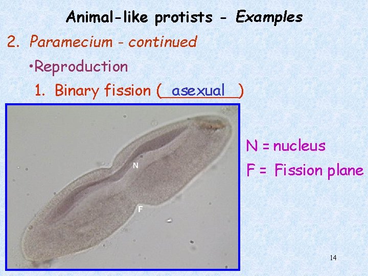 Animal-like protists - Examples 2. Paramecium - continued • Reproduction 1. Binary fission (____)