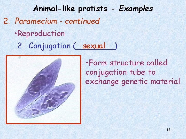 Animal-like protists - Examples 2. Paramecium - continued • Reproduction 2. Conjugation (____) sexual