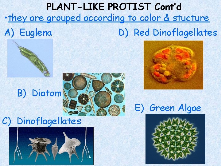 PLANT-LIKE PROTIST Cont’d • they are grouped according to color & stucture A) Euglena