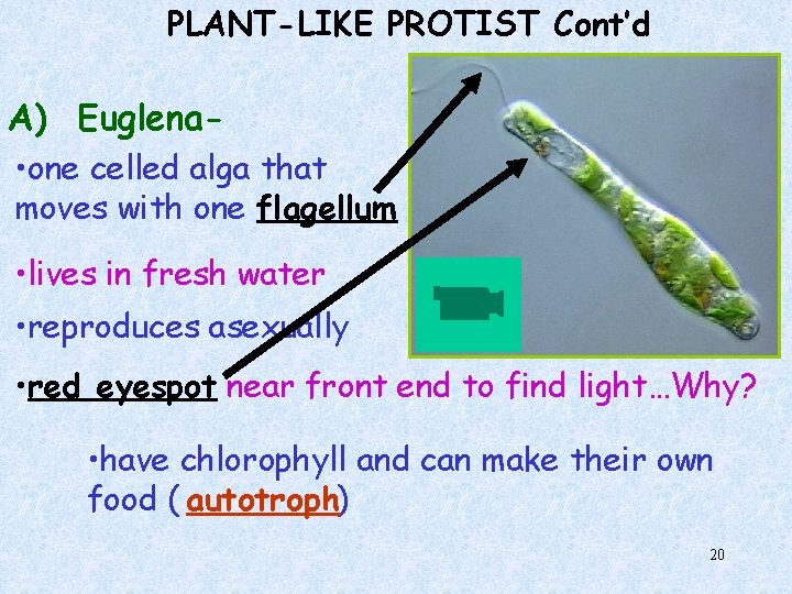 PLANT-LIKE PROTIST Cont’d A) Euglena • one celled alga that moves with one flagellum