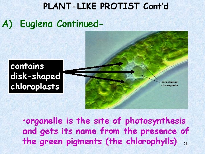 PLANT-LIKE PROTIST Cont’d A) Euglena Continued- contains disk-shaped chloroplasts • organelle is the site