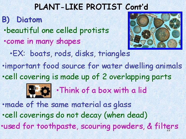 PLANT-LIKE PROTIST Cont’d B) Diatom • beautiful one celled protists • come in many