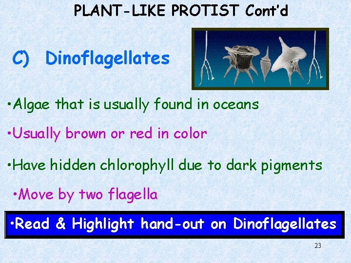 PLANT-LIKE PROTIST Cont’d C) Dinoflagellates • Algae that is usually found in oceans •