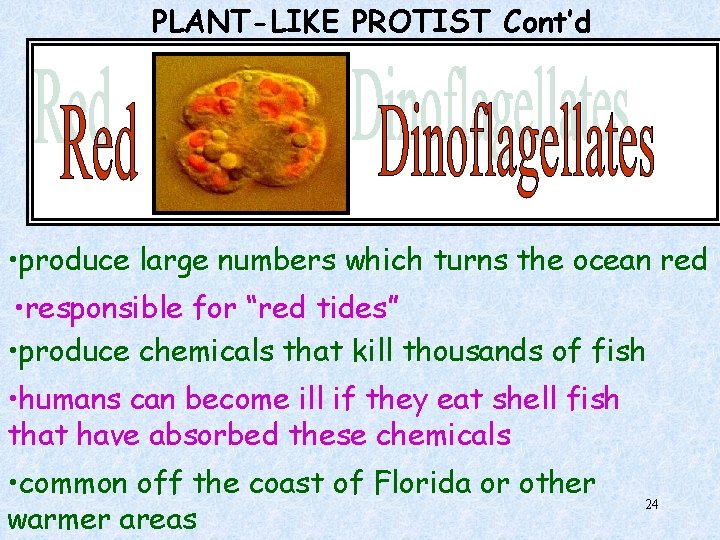 PLANT-LIKE PROTIST Cont’d • produce large numbers which turns the ocean red • responsible