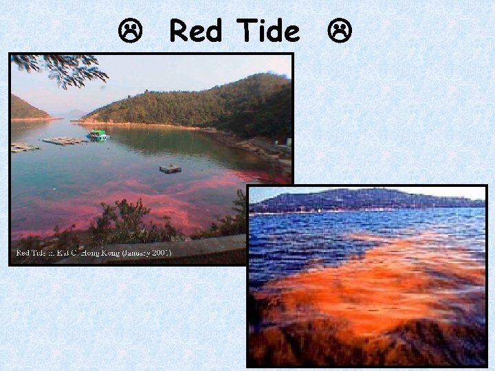  Red Tide 25 