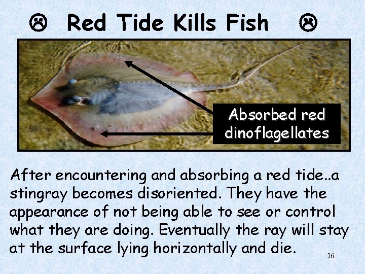  Red Tide Kills Fish Absorbed red dinoflagellates After encountering and absorbing a red