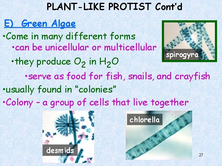 PLANT-LIKE PROTIST Cont’d E) Green Algae • Come in many different forms • can