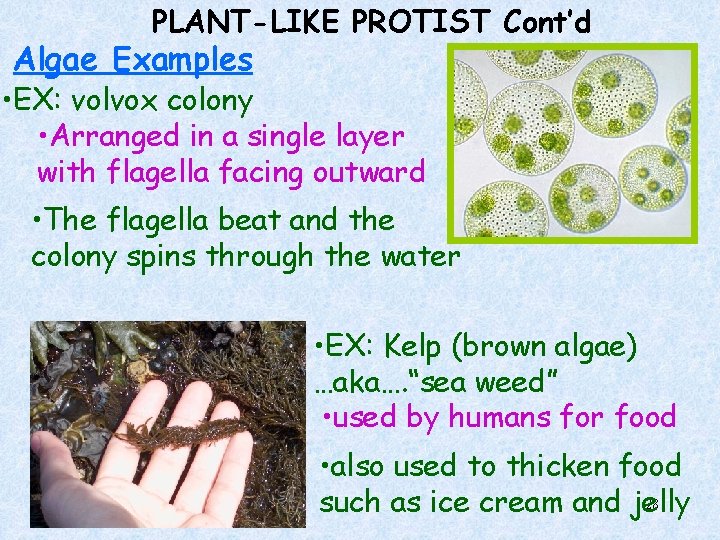 PLANT-LIKE PROTIST Cont’d Algae Examples • EX: volvox colony • Arranged in a single