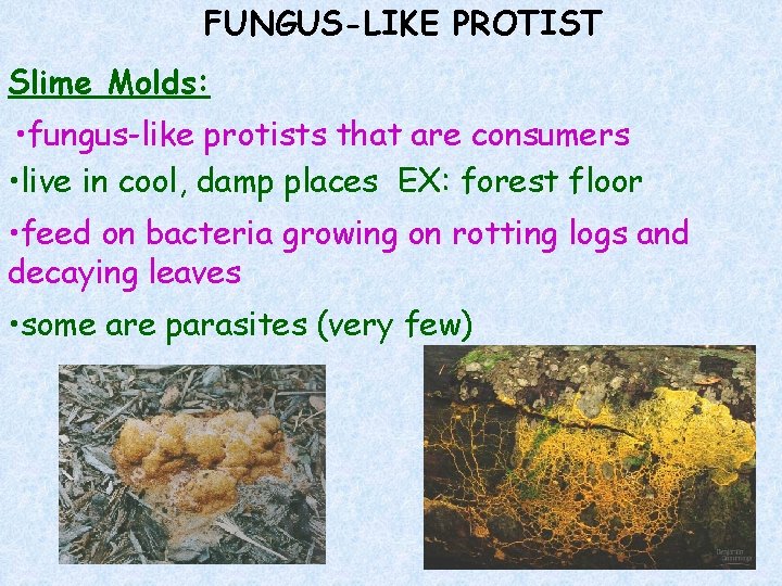 FUNGUS-LIKE PROTIST Slime Molds: • fungus-like protists that are consumers • live in cool,