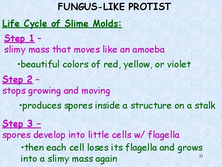 FUNGUS-LIKE PROTIST Life Cycle of Slime Molds: Step 1 – slimy mass that moves