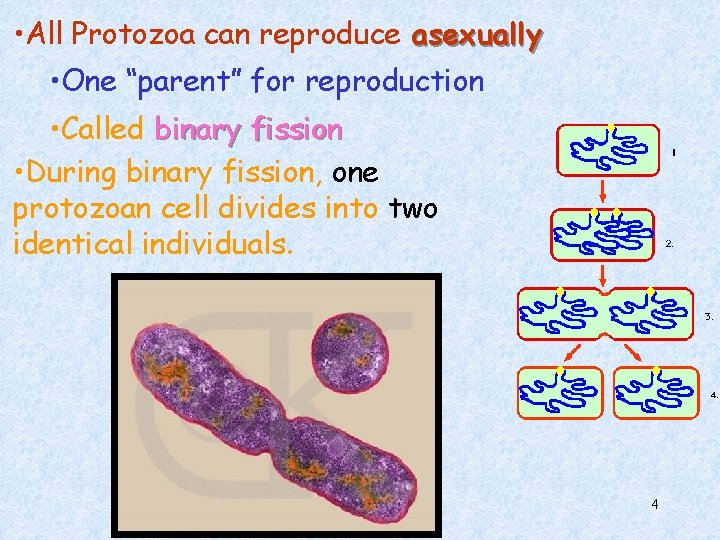  • All Protozoa can reproduce asexually • One “parent” for reproduction • Called
