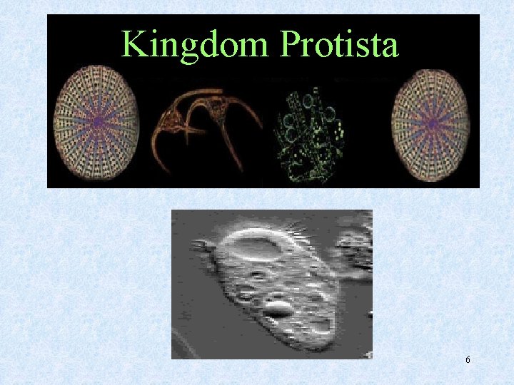 Kingdom Protista 6 