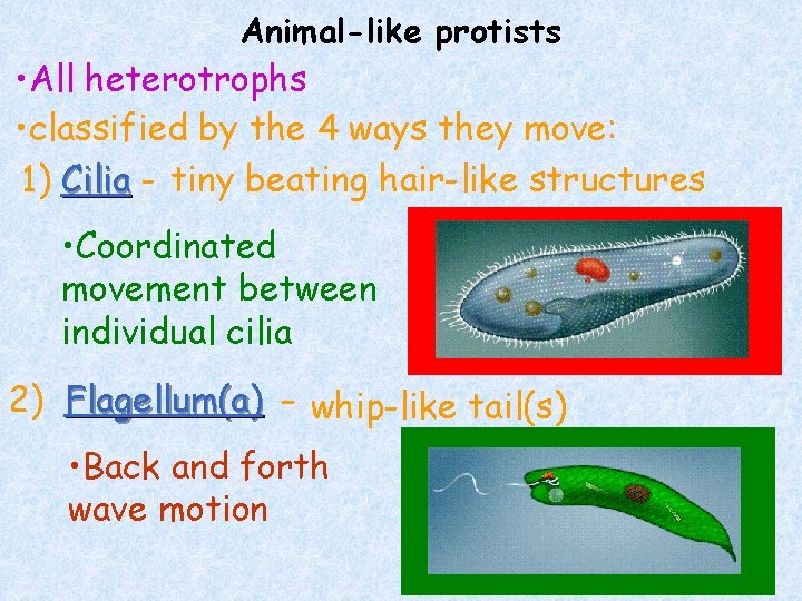 Animal-like protists • All heterotrophs • classified by the 4 ways they move: 1)