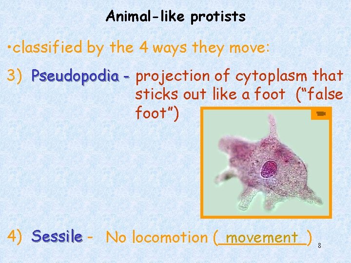 Animal-like protists • classified by the 4 ways they move: 3) Pseudopodia - projection